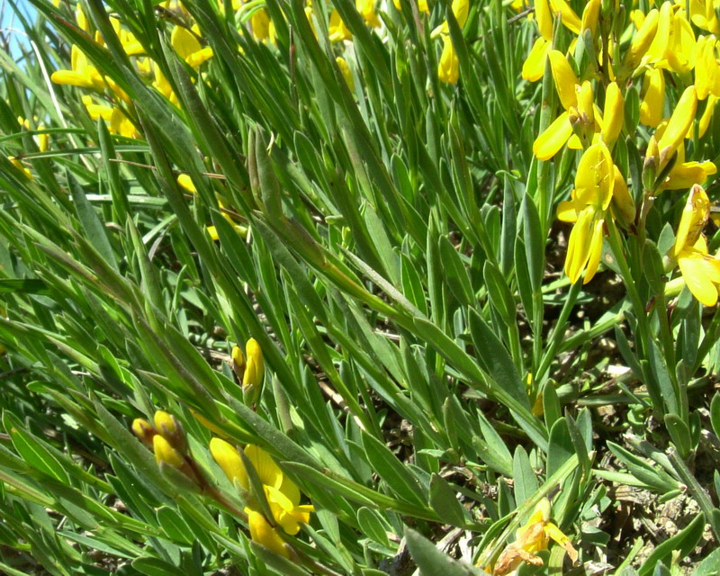 Genista tinctoria / Ginestra tintoria